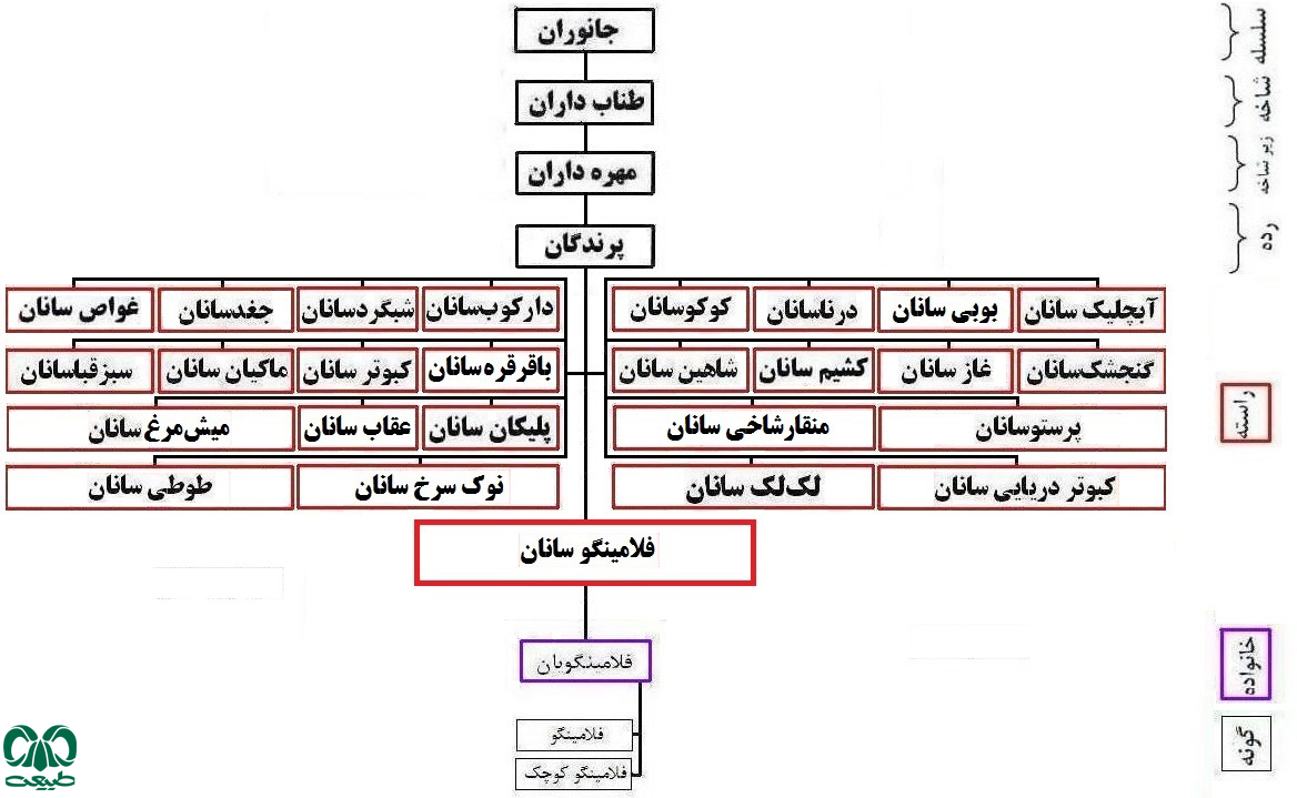 راسته فلامینگو در ایران راسته فلامینگو